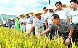 超级水稻，超级行情超预料