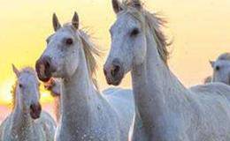 白马龙头股继续演绎强者恒强上涨逻辑 3只白马股遭机构追捧