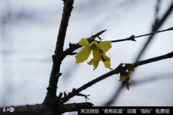 如何识别符合“三线开花”形态的股票，捕抓到<a href='//m.sasasearch.com/gupiaorumen/288678.html'>黑马股</a>？