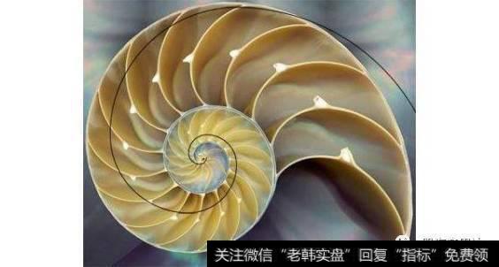 黄金分割与植物