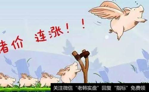 一个月暴涨20% 猪价上天了!