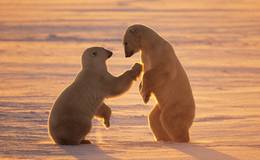 涨停板复盘：成交额再创新低，油气、军工板块逆势走强！2018.9.17