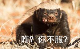 涨停板复盘：多重利好出现，回踩是重要的上车时机！18.9.20