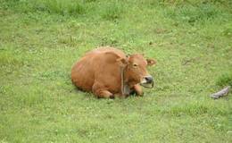 龙虎榜：孙哥介入捷昌驱动2673万，抄底通化东宝；机构介入锐科激光1084万