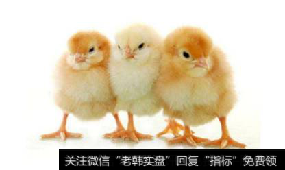 商品代鸡苗价格创多年新高,鸡苗题材<a href='//m.sasasearch.com/gainiangu/'>概念股</a>可关注