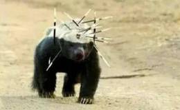 龙虎榜：机构介入<em>东软集团</em>；金田路连续加仓德新交运，开始第四波表演