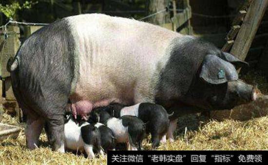 <a href='//m.sasasearch.com/redianticai/279886.html'>猪肉概念股</a>