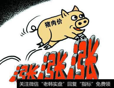 10天涨了三成 猪肉价格蹿高
