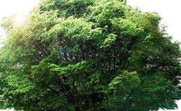 环保风暴过后 三亚6项目整改