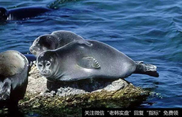 深股通做T猪肉股;<a href='//m.sasasearch.com/gushiyaowen/233184.html'>九鼎新材</a>三连板