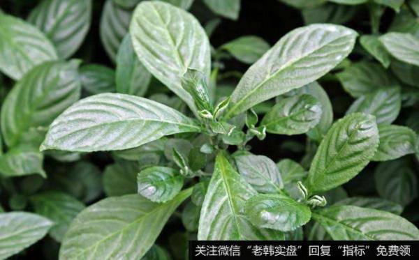 板蓝根继续坚挺运行,板蓝根题材<a href='//m.sasasearch.com/gainiangu/'>概念股</a>可关注