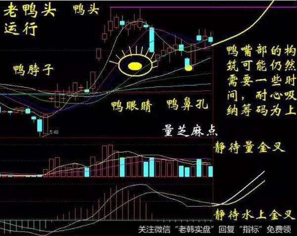 标准的老鸭头形态有什么特征