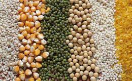 蝗虫数增长6400万倍,粮食题材概念股可关注