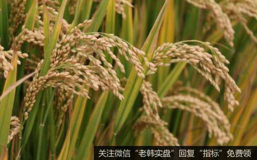 稻谷最低收购价微提,水稻题材<a href='//m.sasasearch.com/gainiangu/'>概念股</a>可关注