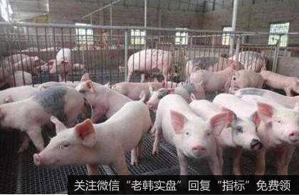 两部委发文支持民企生猪生产,生猪养殖题材<a href='//m.sasasearch.com/gainiangu/'>概念股</a>可关注