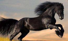 黑马股股票特征是什么