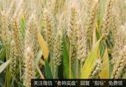 一些国家大米报价上涨,种业题材<a href='//m.sasasearch.com/gainiangu/'>概念股</a>可关注